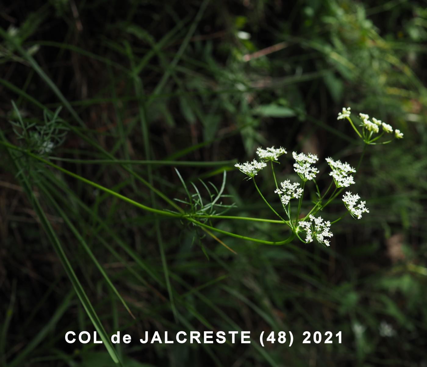 Pignut plant